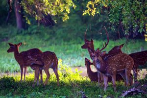 a-herd-of-spotted-deer-or-axis-foraging-2023-11-27-05-35-19-utc