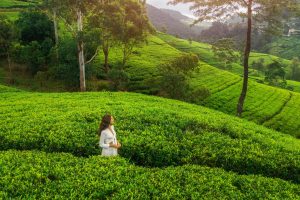 aerial-drone-view-of-green-tea-plantations-landsca-2023-11-27-05-19-22-utc