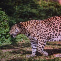 Sri Lankan leopard prowling through the jungle on a wildlife safari