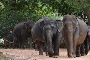 elephant-5876606_1280