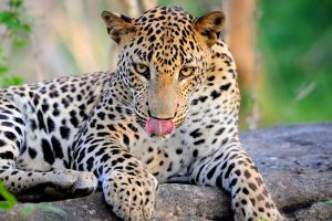 leopard-yala