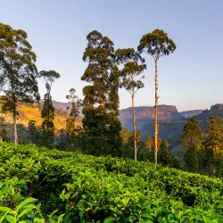 Tea plantation in the Sri Lankan hill country at sunrise