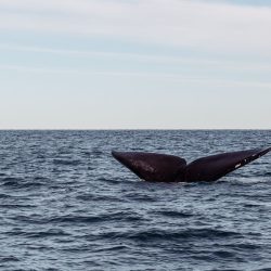 Whale tail rising from the ocean on a whale watching tour